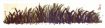 Wild grass...